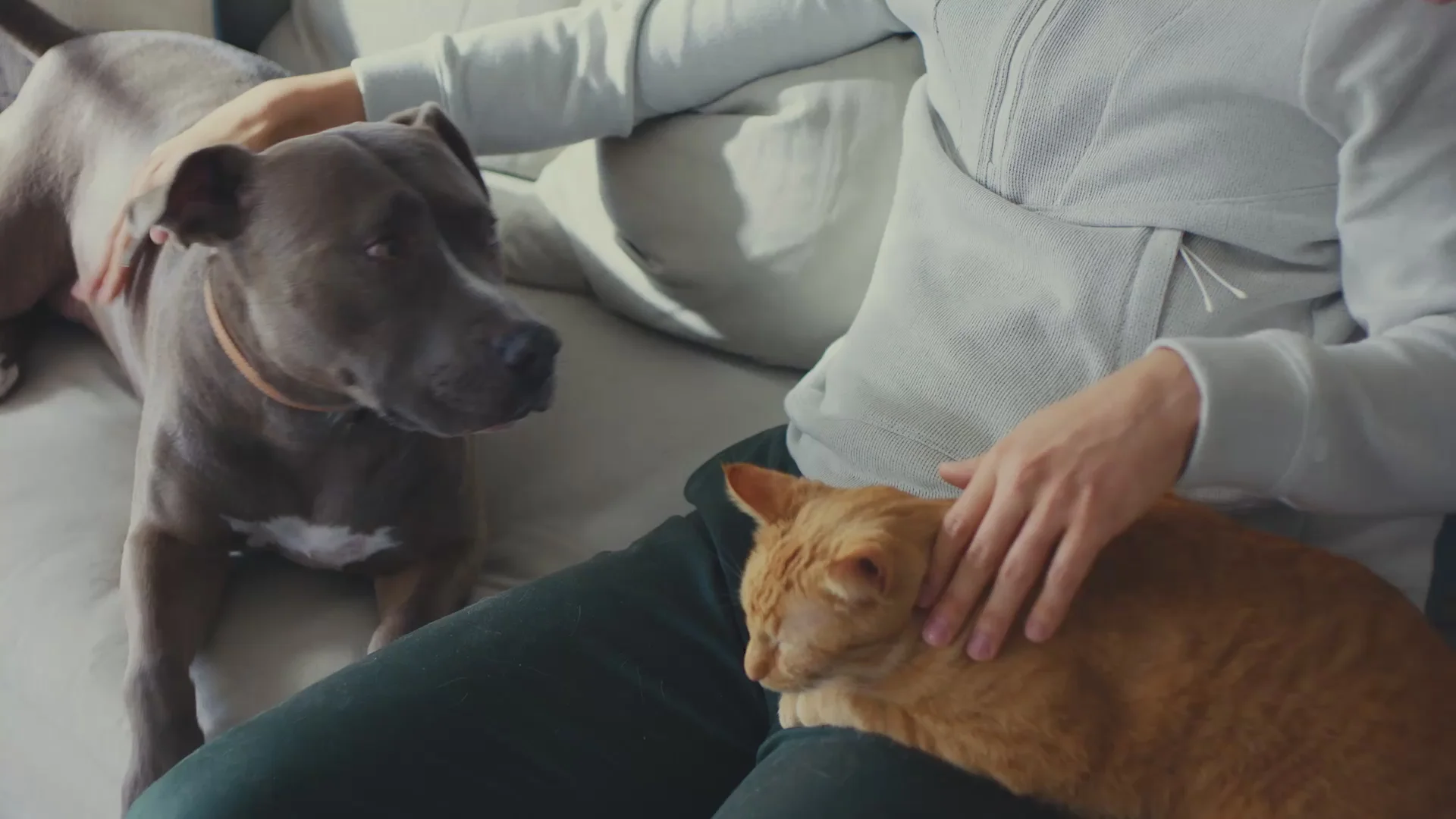 Smart Care for Every Pet